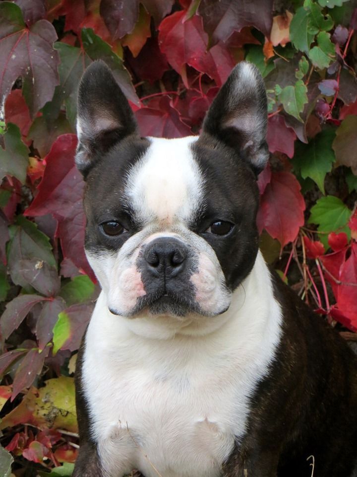 My boston of dogs passion (Sans Affixe)