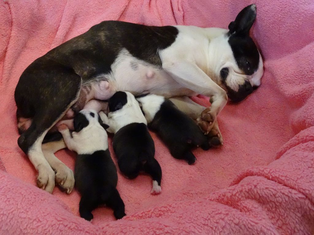 Vincianne Leduc - Boston Terrier - Portée née le 02/03/2023