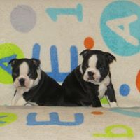 Vincianne Leduc - Boston Terrier - Portée née le 25/10/2019